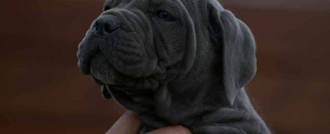 Where buy cane corso in Anaheim and breeders of cane corso in Anaheim California2