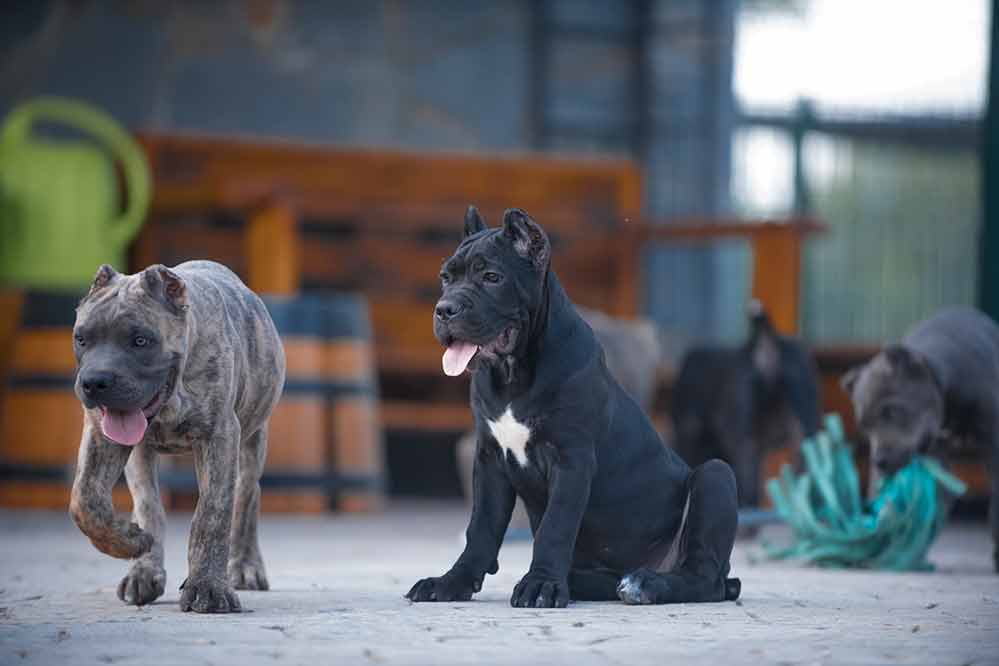 Where buy cane corso in England and for sale the best cane corso puppie