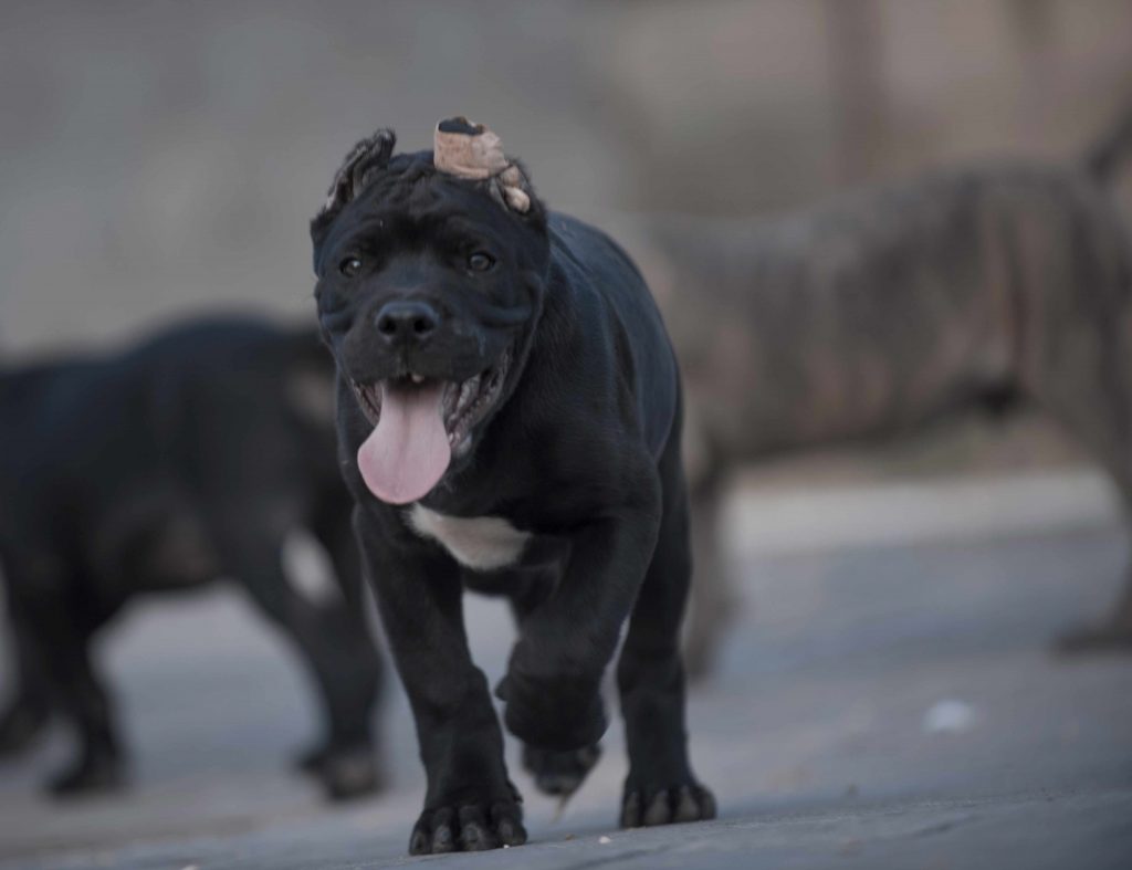 Where buy cane corso in England and for sale the best cane corso puppies4