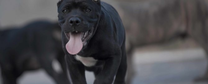 Where buy cane corso in England and for sale the best cane corso puppies4