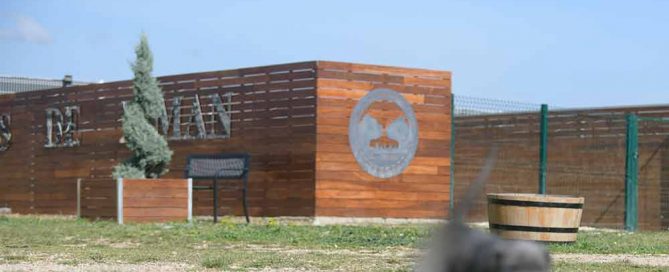 Where buy cane corso in Mesa and Breeders of cane corso in Arizona2