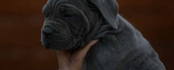 Where buy cane corso in New Orleans and breeders of cane corso in Louisiana2