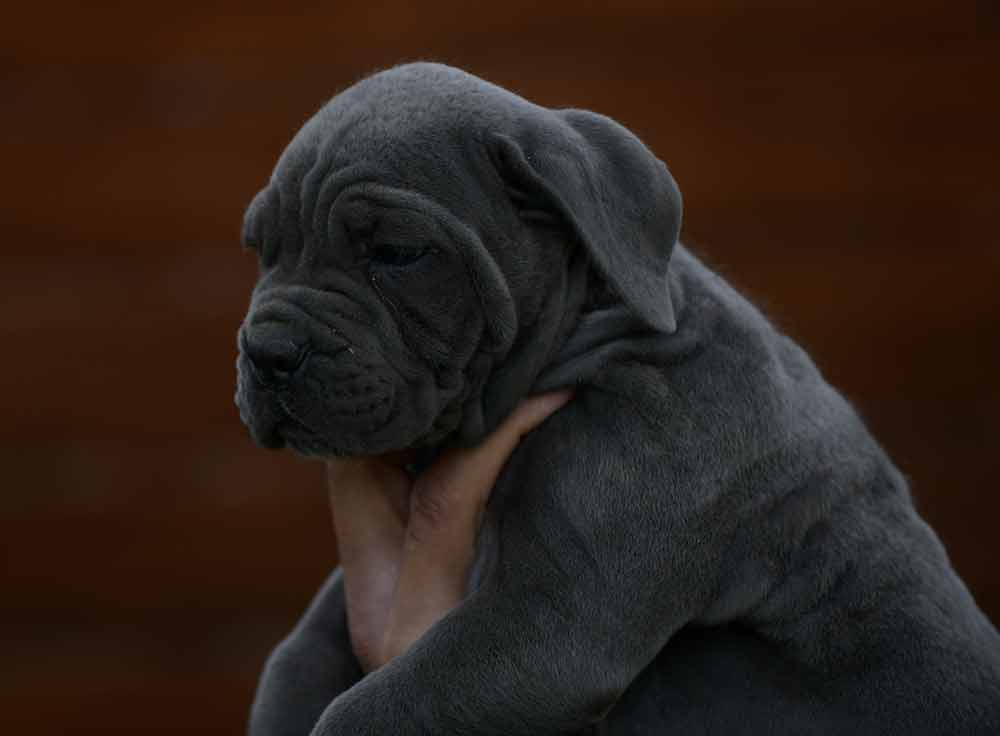 Where buy cane corso in New Orleans and breeders of cane corso in Louisiana2