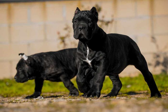 Cane Corsos breeding Cane Corso puppies for sale Buy