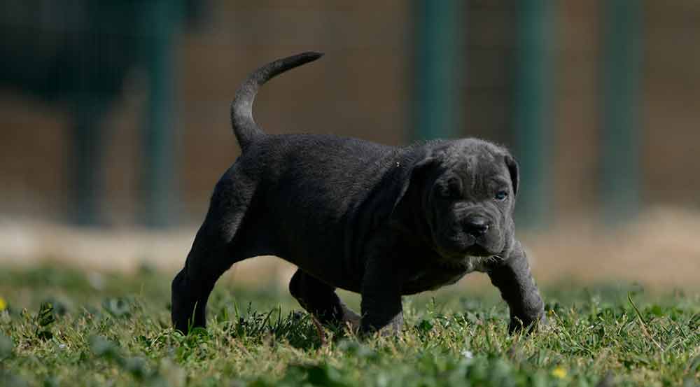 Where buy cane corso in nashville and for sale cane corso puppies in Tennesse