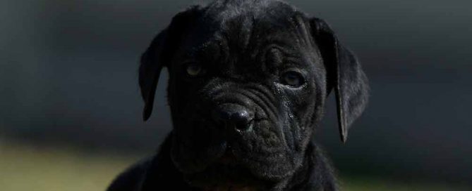 Where buy cane corso in nashville and for sale cane corso puppies in Tennesse2