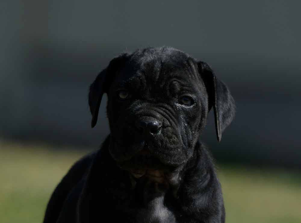 Where buy cane corso in nashville and for sale cane corso puppies in Tennesse2