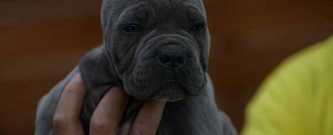 Where buy cane corsos in Missouri and breeders of cane corso in Kansas1