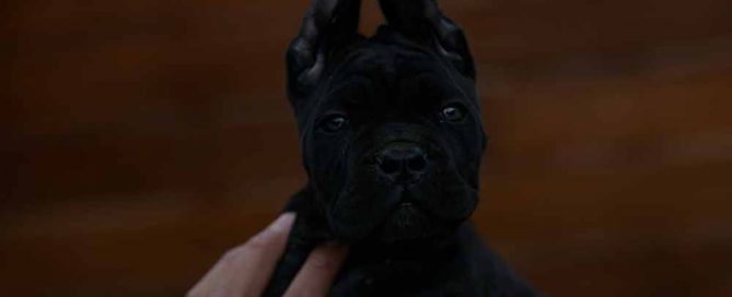 Where buy cane corsos in Santa Ana and Breeders of cane corso in California1