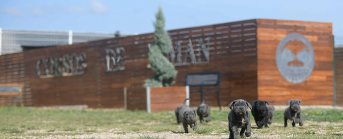 Where buy cane corsos in Tulsa and cane corso breeders in Oklahoma3