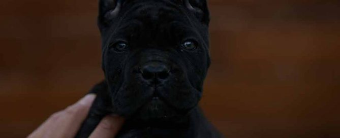 Where buy dog cane corso in Wichita and breeders of cane corso in Kansas2
