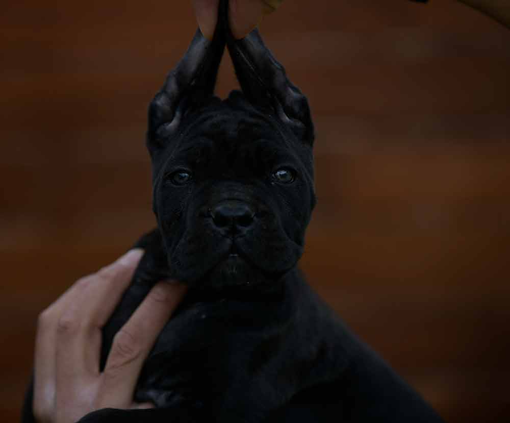 Where buy dog cane corso in Wichita and breeders of cane corso in Kansas2