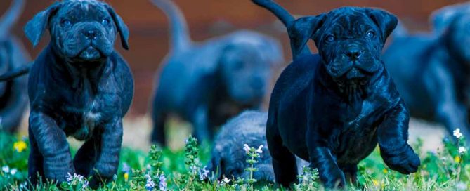 breeders of cane corso in New york state and for sale cane corso puppies