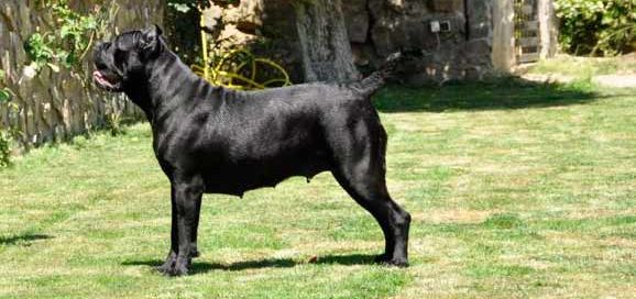 breeders of cane corso in alaska and Italian mastiff puppies1