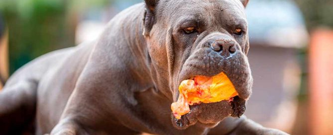 breeders of italian mastiff and cane corso puppies in Illinois Chicago2