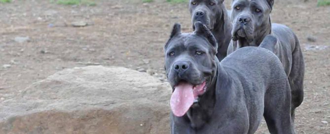 breeders of italian mastiff and for sale cane corso puppies in massachusetts