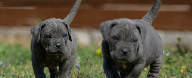 breeders of italian mastiff in charlotte and for sale cane corso puppies in North Carolina