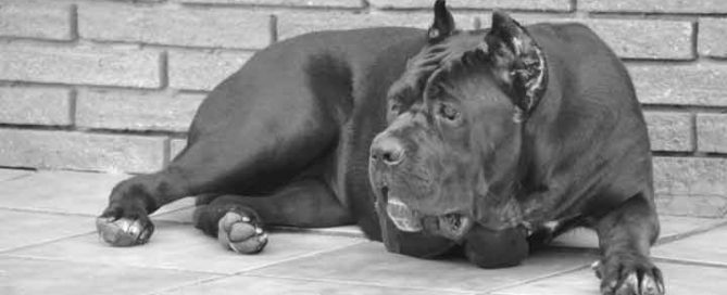 breeders of italian mastiff in georgia and for sale cane corso puppies in Atlanta