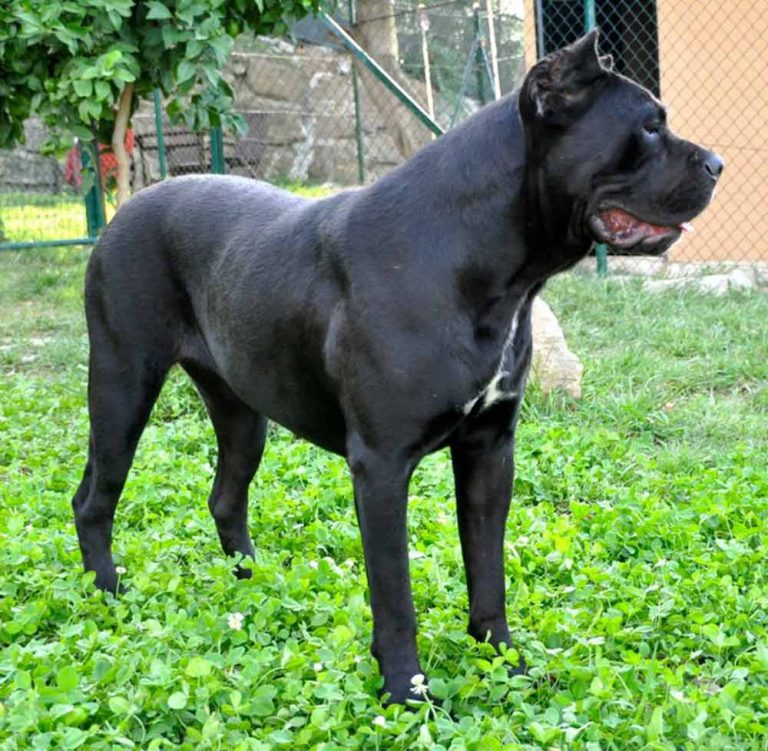 breeders of italian mastiff in and for sale cane corso puppies in Atlanta Cane Corso