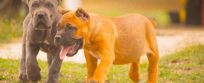 buy cane corso and for sale cane corso puppies in Kansas city
