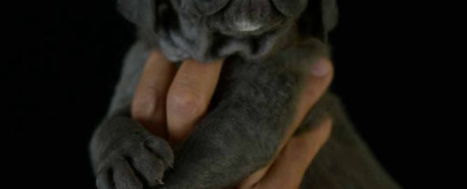 buy cane corso and for sale cane corso puppies in New york State
