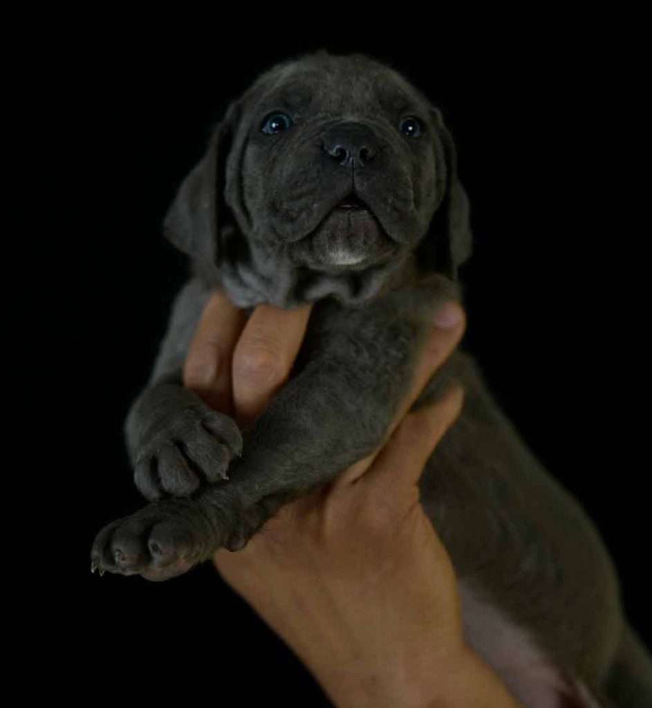 buy cane corso and for sale cane corso puppies in New york State
