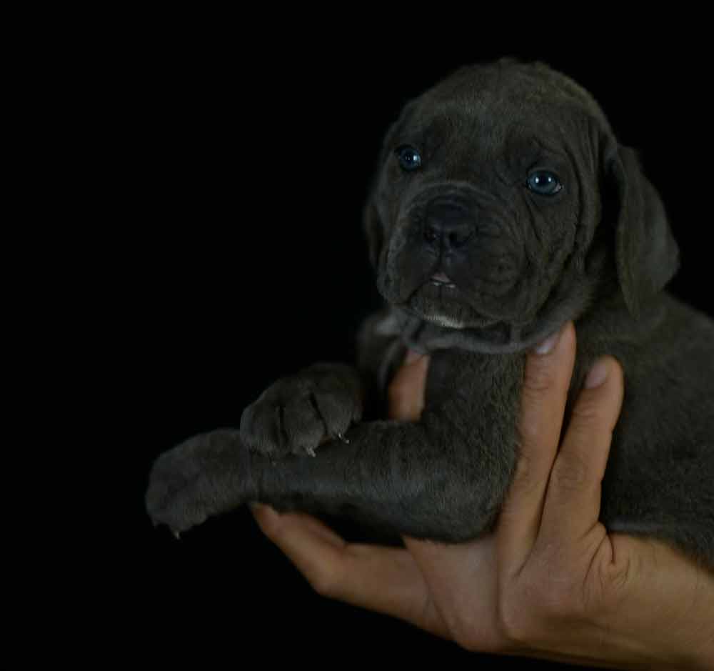 buy cane corso and for sale cane corso puppies in New york State1