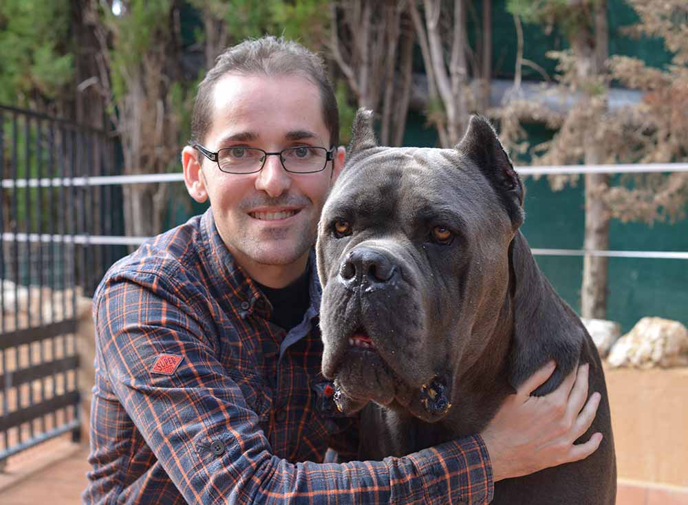 buy cane corso and for sale cane corso puppies in Virginia