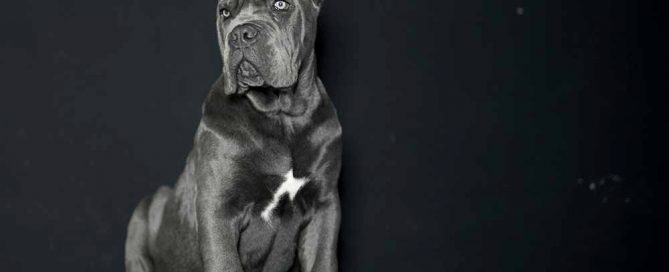 buy cane corso and for sale cane corso puppies in Virginia2