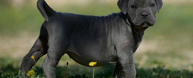 buy cane corso and for sale italian mastiff puppies in Boston2
