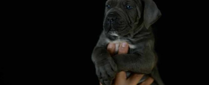 buy cane corso in Atlanta And breeders of cane corso in Georgia