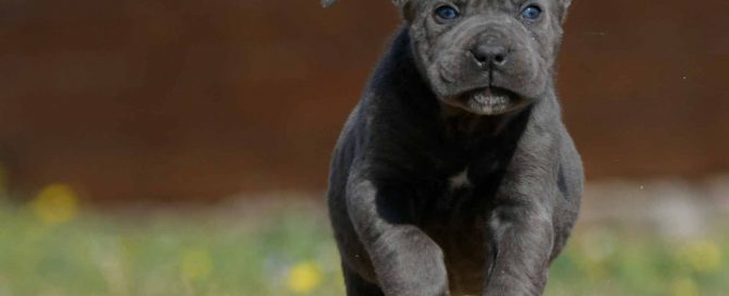 buy cane corso in Cleveland and breeders of cane corso in Ohio1