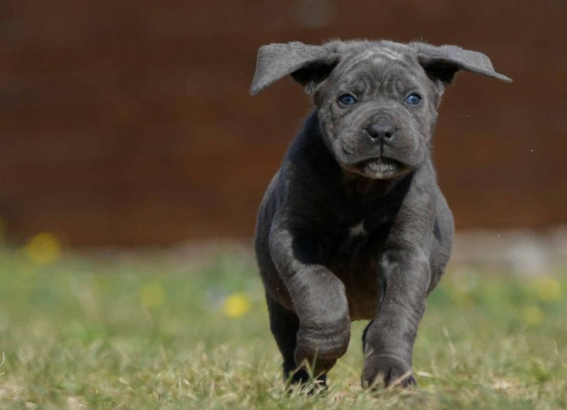 buy cane corso in Cleveland and breeders of cane corso in Ohio Cane