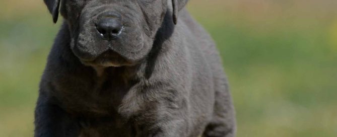 buy cane corso in Dallas and for sale italian mastiff puppies in Texas