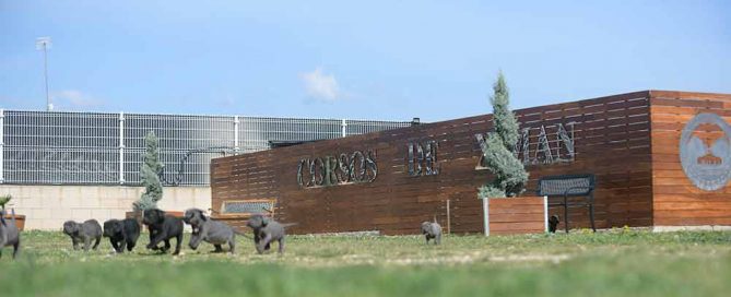 buy cane corso in Honolulu breeders of cane corso in Hawai2