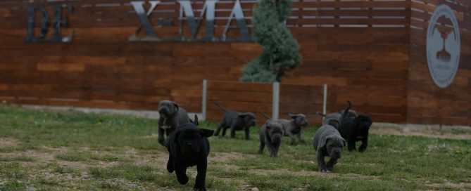 buy cane corso in Stockton and breeders of cane corso in California Ca