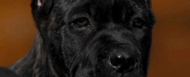 buy cane corso in Uk and for sale cane corso puppies in Kingston upon Thames