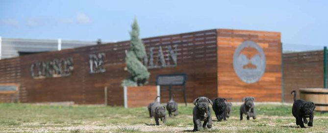 buy cane corso in bakersfield and breeders of italian mastiff in Kern2