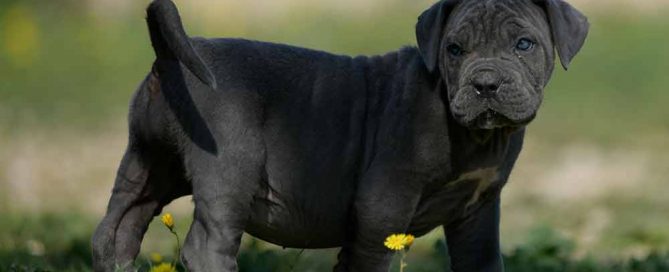 buy cane corso in buy cane corso in Detroit Michigan 1