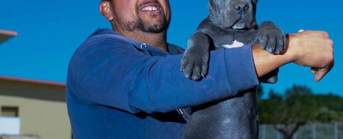 buy cane corso in minnesota and for sale best cane corso puppies in Usa