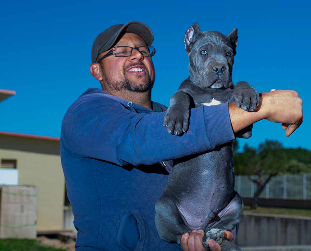 buy cane corso in minnesota and for sale best cane corso puppies in Usa