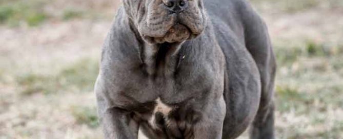 buy cane corso in nottingham and cane corso puppies for sale in UK England