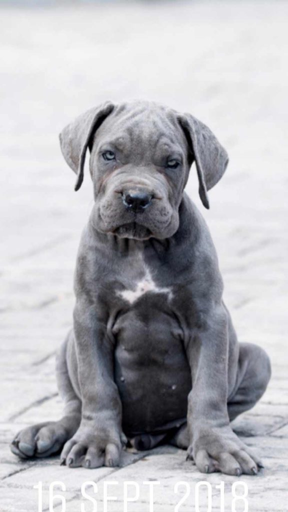 buy cane corso in nottingham and cane corso puppies for sale in UK England1