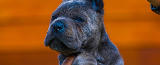 buy cane corso in oakland and breeders of cane corso in California