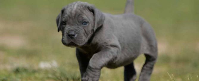buy cane corso in phoenix arizona and for sale italian mastiff puppies