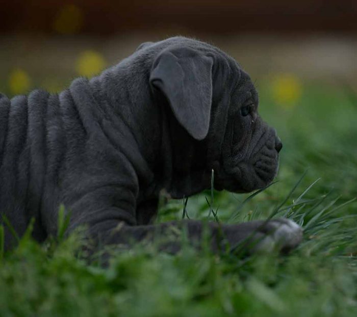 buy cane corso in raleigh nc and Breeders of cane corso in North