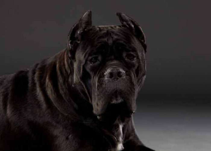 buy cane corso in tucson and breeders cane corso in Arizona Cane