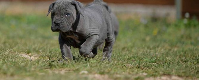 buy cane corso puppies and breeders of cane corso in Fort worth