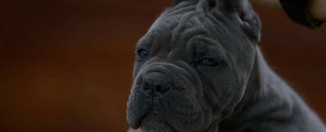 buy cane corso puppies in Georgia and breeders of cane corso in Atlanta1