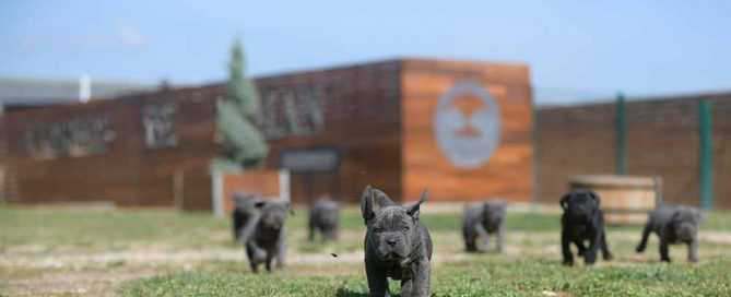 buy cane corsos in san diego and breeders of italian mastiff in california3